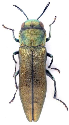 Réf. 189 776 : Agrilus viridicaerulans rubi
